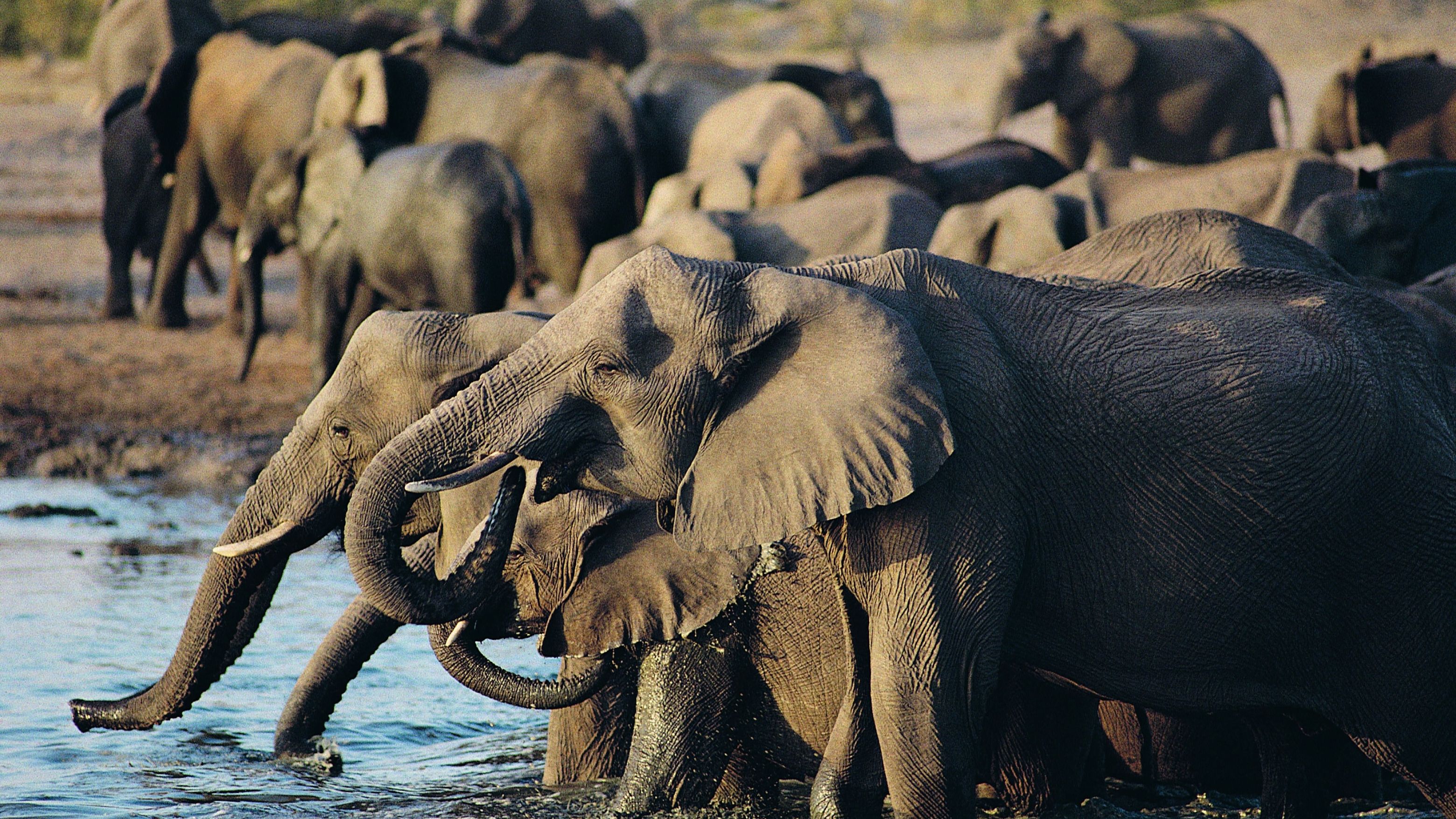 Foto do banner do país Zimbábue
