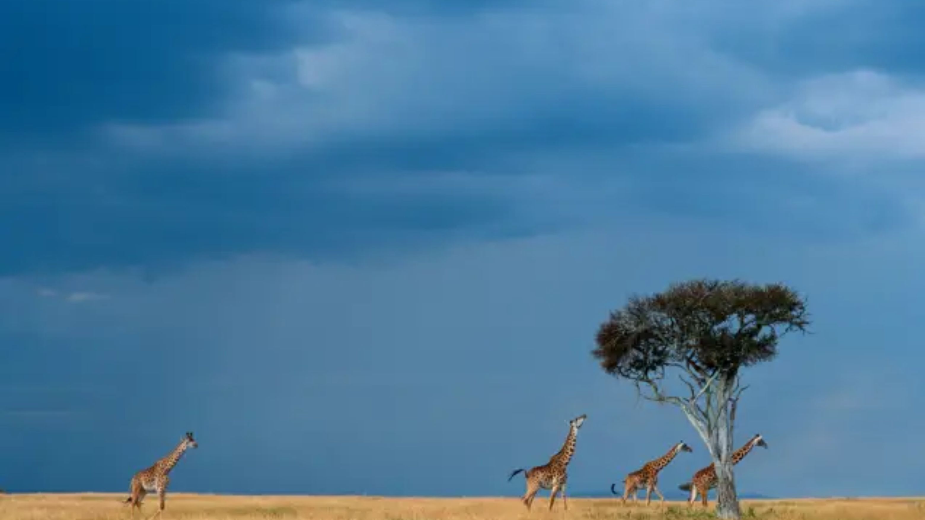 Foto do banner do país Quênia