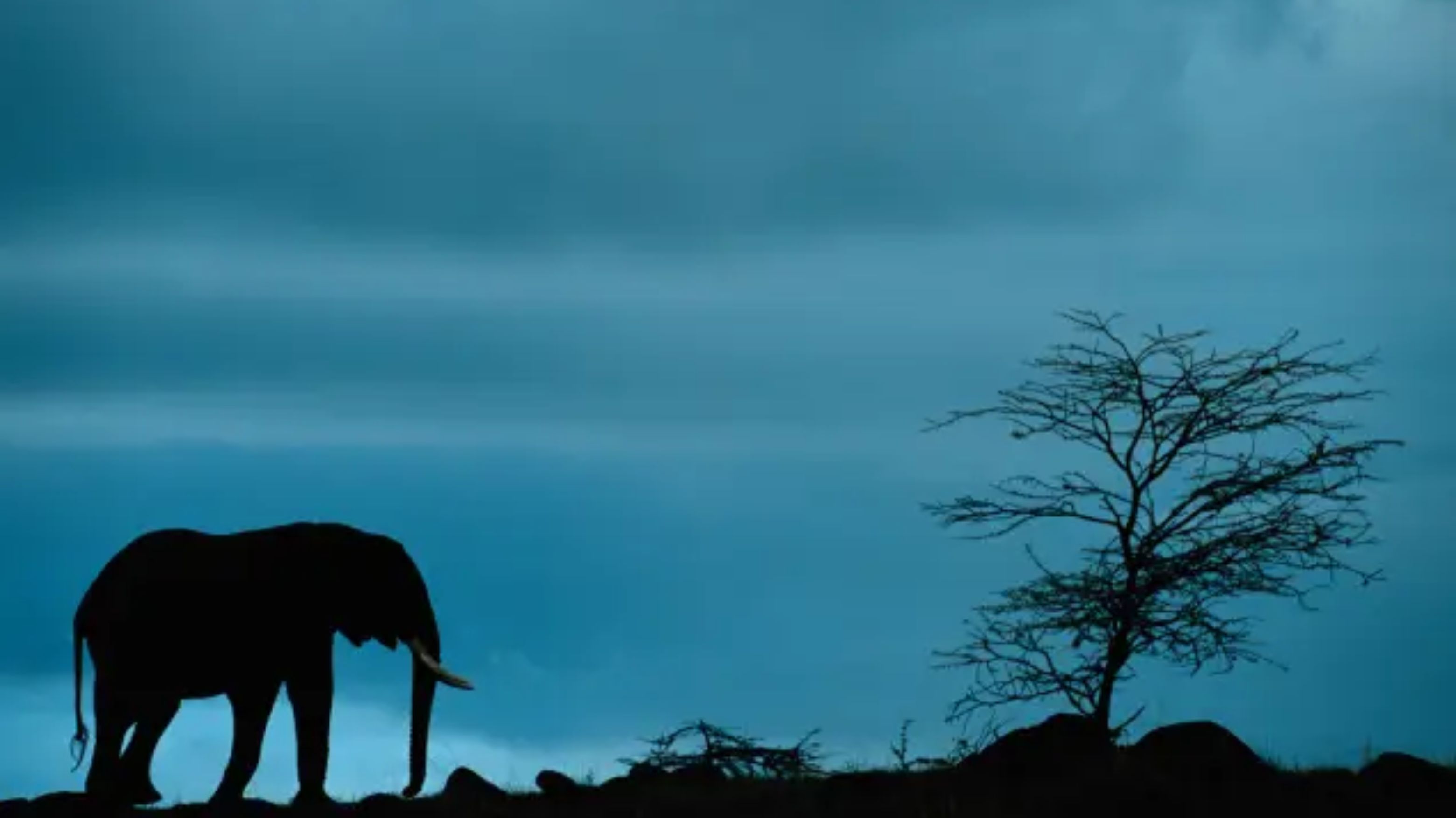 Foto do banner do país Quênia